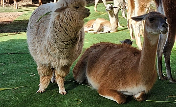 Llamas descansando en el Valle Sagrado, Cusco: fauna andina durante un tour cultural