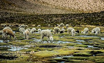 Bofedales del Valle del Colca en Arequipa: alpacas pastando
