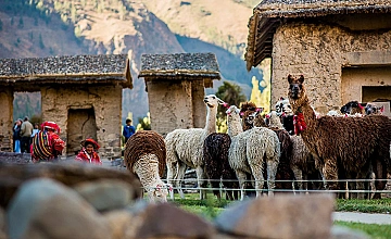 Llamas y alpacas en Ollantaytambo, Valle Sagrado de Cusco, junto a construcciones andinas tradicionales