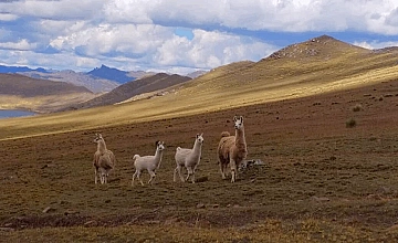 Llamas en paisaje altoandino durante la caminata a Huchuy Qosqo, Cusco, con colinas y nubes