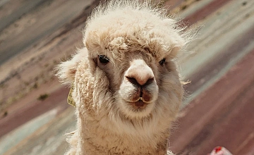 Alpaca en la Montaña de 7 Colores (Vinicunca), Cusco