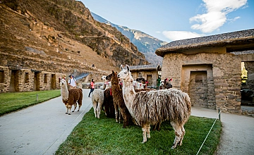 Llamas en Ollantaytambo durante tour por el Valle Sagrado en Cusco