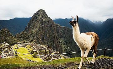 Llama en Machu Picchu con vista a la ciudadela inca, Cusco (Perú)
